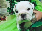 Small Photo #9 English Bulldogge Puppy For Sale in HAMILTON, OH, USA