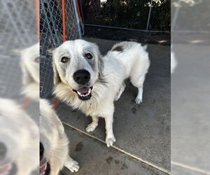 Great Pyrenees-Unknown Mix Dogs for adoption in North Myrtle Beach, SC, USA