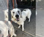 Small Great Pyrenees Mix
