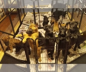Belgian Malinois Puppy for sale in BERWICK, PA, USA