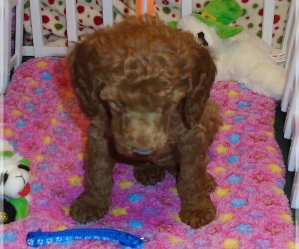 Medium Photo #4 Poodle (Standard) Puppy For Sale in CLATSKANIE, OR, USA