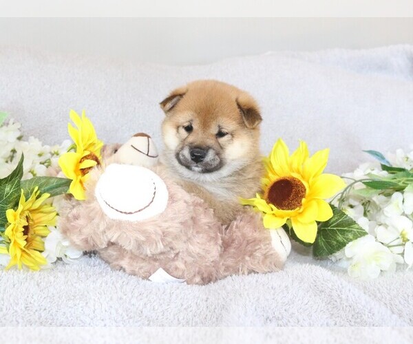 Medium Photo #4 Shiba Inu Puppy For Sale in ORONOGO, MO, USA