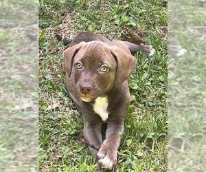 Labmaraner Dogs for adoption in Mechanicsburg, PA, USA