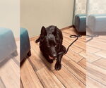 Small #1 German Shepherd Dog Mix