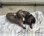 Small #10 Dachshund