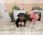 Puppy 10 Poodle (Toy)-Yorkshire Terrier Mix