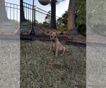 Small #9 Jack Russell Terrier-Parson Russell Terrier Mix