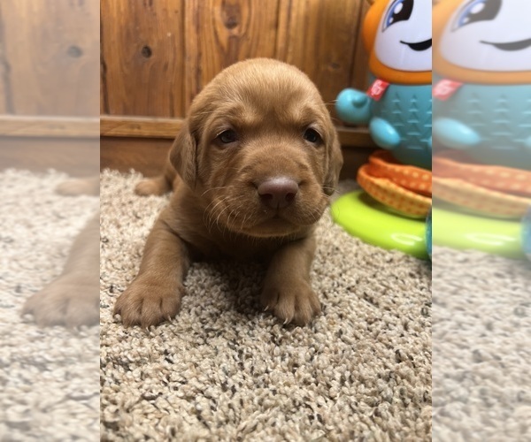 Medium Photo #3 Labrador Retriever Puppy For Sale in NEOLA, WV, USA