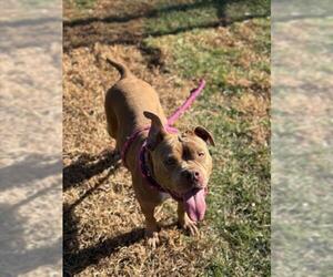 Bulldog-Unknown Mix Dogs for adoption in Derwood, MD, USA