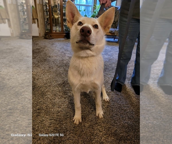 Medium Photo #1 German Shepherd Dog Puppy For Sale in SCOTTSVILLE, KY, USA