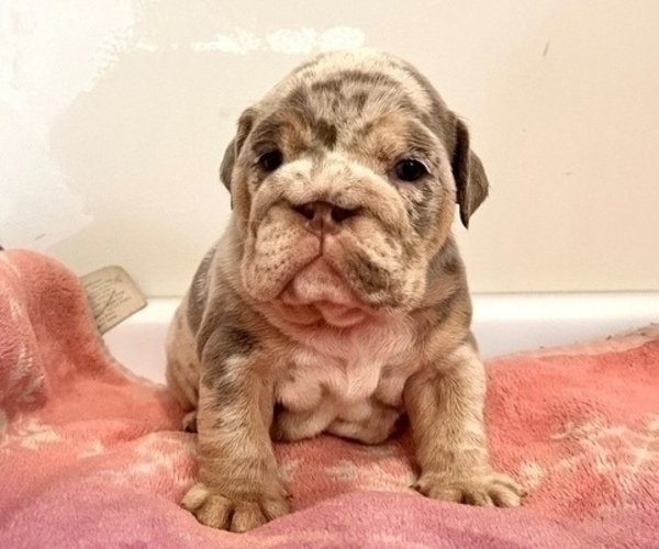 Medium Photo #1 English Bulldog Puppy For Sale in SEATTLE, WA, USA