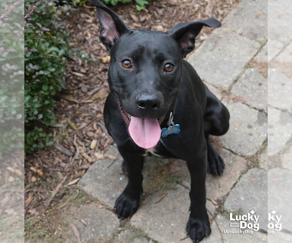 Medium Photo #4 Labrador Retriever-Unknown Mix Puppy For Sale in Washington, DC, USA