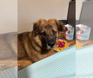 Husk - Male Chow Chow-German Shepherd Dog Mix Dog for Adoption - Photo #4