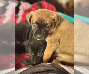 Boxer-German Shepherd Dog Mix Dogs for adoption in Dumont, NJ, USA