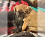 Small Photo #1 Boxer-German Shepherd Dog Mix Puppy For Sale in Dumont, NJ, USA
