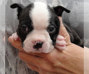 Boston Terrier Puppy for sale in BEND, OR, USA