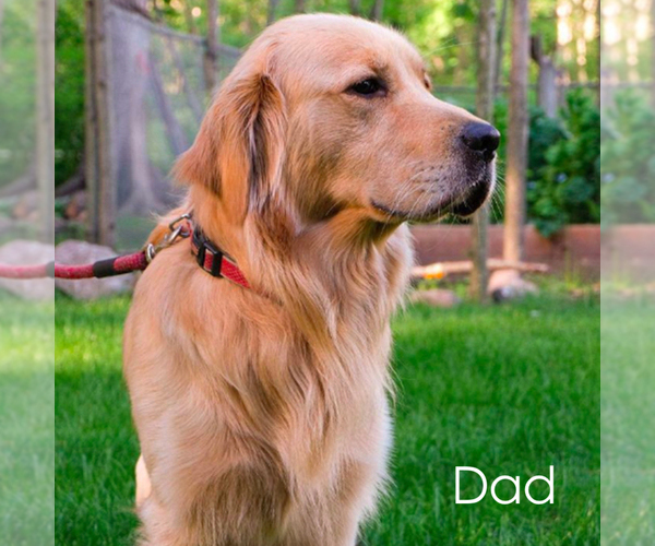 Medium Photo #4 Golden Retriever Puppy For Sale in TEWKSBURY, MA, USA