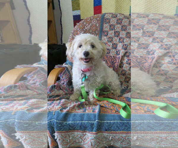 Medium Photo #2 Bichon Frise Puppy For Sale in Sioux Falls, SD, USA