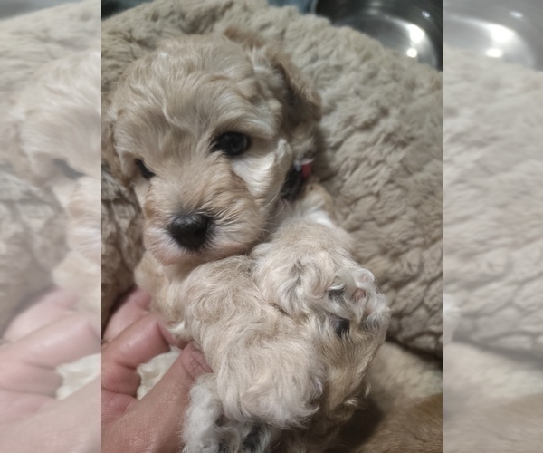 Medium Photo #2 Maltipoo (Toy) Puppy For Sale in SAN ANTONIO, TX, USA