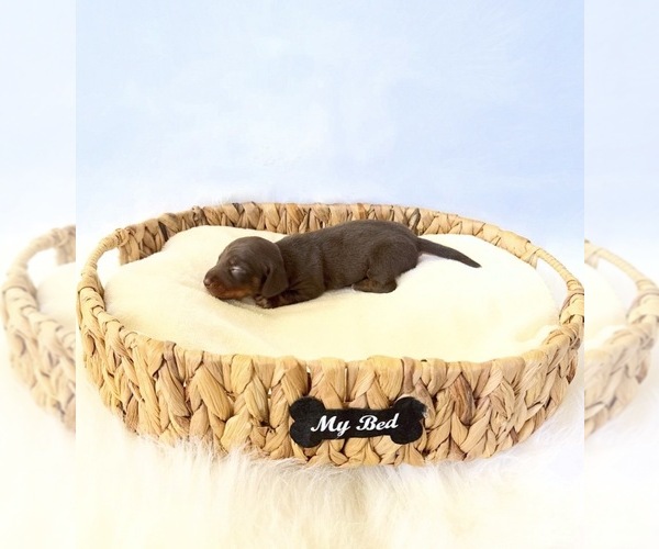 Medium Photo #2 Dachshund Puppy For Sale in DAVIS, CA, USA