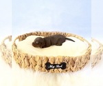 Small #1 Dachshund