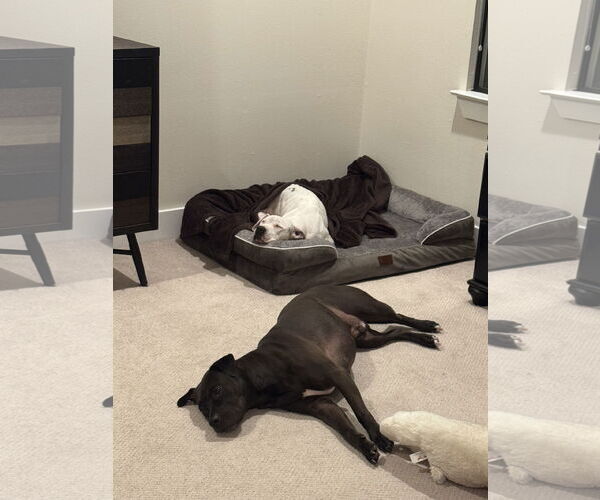 Medium Photo #2 Lab-Pointer Puppy For Sale in Houston, TX, USA