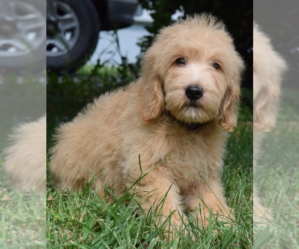 View Ad Goldendoodle Puppy for Sale near Nebraska, OMAHA, USA. ADN281627
