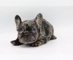 Small Photo #3 French Bulldog Puppy For Sale in MANHATTAN, NY, USA