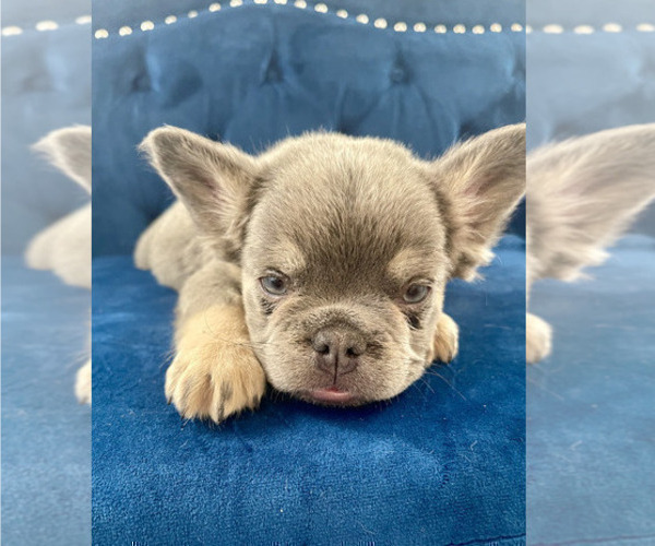 Medium Photo #8 French Bulldog Puppy For Sale in RALEIGH, NC, USA
