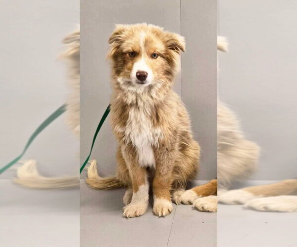 Medium Photo #1 Australian Shepherd Puppy For Sale in Osgood, IN, USA