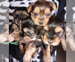 Small Yorkshire Terrier