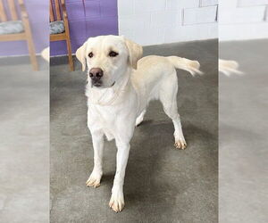 Mutt Dogs for adoption in Genesee, WI, USA