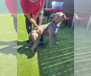 Mutt Dogs for adoption in San Bernardino, CA, USA