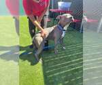 OWEN - Male Mutt Dog for Adoption - Small photo