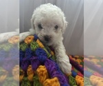 Small Photo #3 Bichon Frise Puppy For Sale in LIVERPOOL, NY, USA