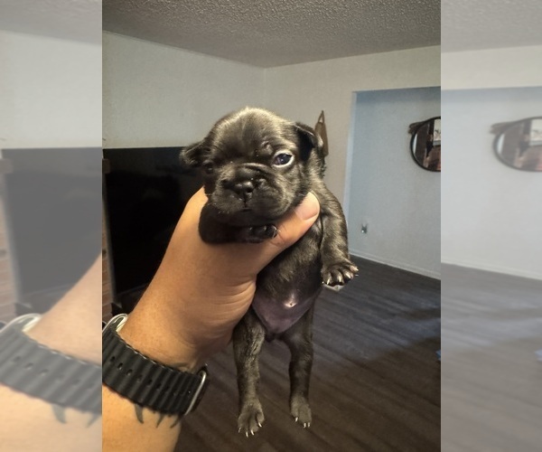 Medium Photo #1 Faux Frenchbo Bulldog Puppy For Sale in LUTZ, FL, USA