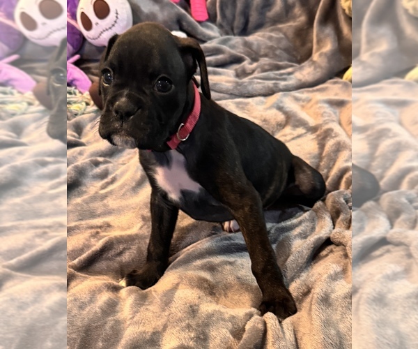 Medium Photo #4 Boxer Puppy For Sale in LANSING, MI, USA