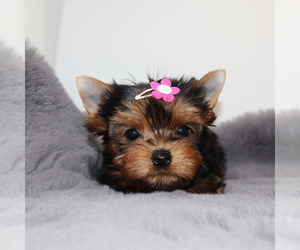 Yorkshire Terrier Puppy for sale in LOS ANGELES, CA, USA