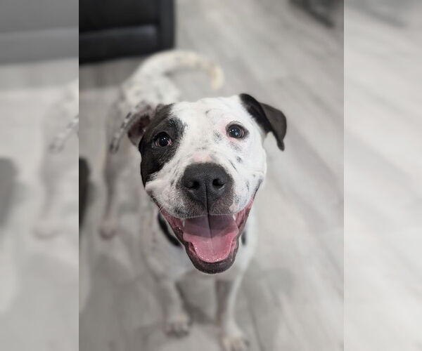 Medium Photo #3 American Pit Bull Terrier-Unknown Mix Puppy For Sale in Boston, MA, USA