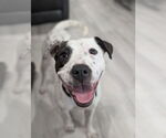 Small #2 American Pit Bull Terrier Mix