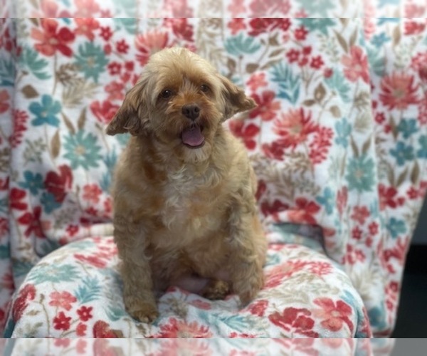 Medium Photo #9 Cockapoo Puppy For Sale in LAKELAND, FL, USA