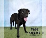 Small Photo #1 Labrador Retriever-Unknown Mix Puppy For Sale in Conroe, TX, USA