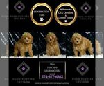 Small Photo #18 Goldendoodle (Miniature) Puppy For Sale in WARSAW, IN, USA