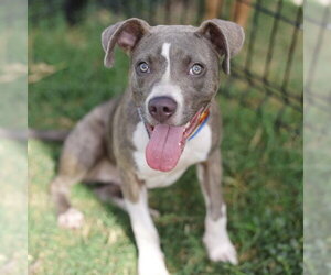 American Staffordshire Terrier Dogs for adoption in San Antonio, TX, USA