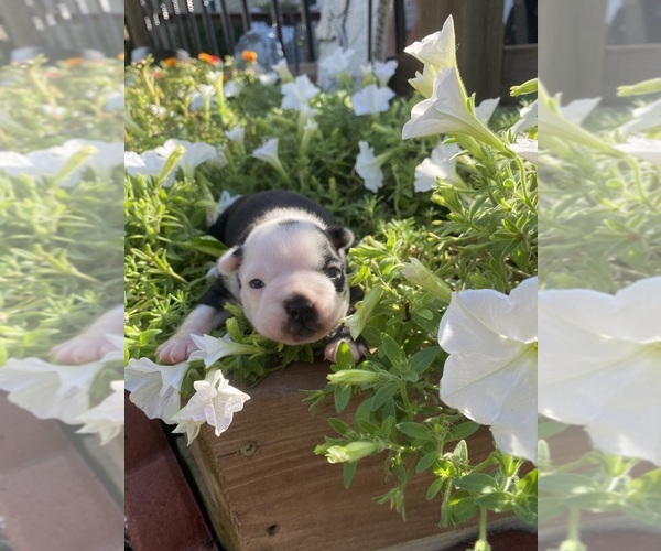 Medium Photo #10 Boston Terrier Puppy For Sale in FREDONIA, KS, USA