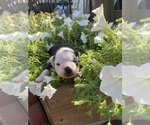 Small #9 Boston Terrier