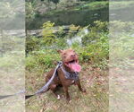 Small #1 Mutt