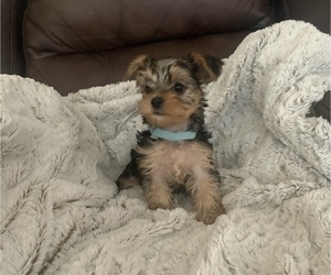 Yorkshire Terrier Puppy for sale in TURLOCK, CA, USA