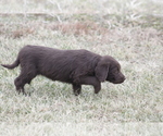 Small Photo #6 Labradoodle Puppy For Sale in MEMPHIS, MO, USA