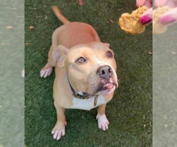 Medium Photo #9 American Pit Bull Terrier-Labrador Retriever Mix Puppy For Sale in Rockwall, TX, USA